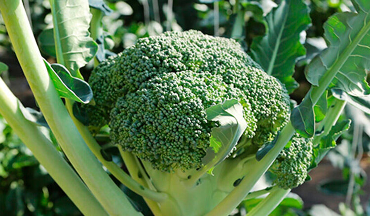 Wholesale Broccoli Vegetable Powder